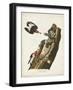Pl. 27 Red-headed Woodpecker-John Audubon-Framed Art Print
