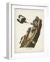 Pl. 27 Red-headed Woodpecker-John Audubon-Framed Art Print