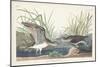 Pl. 289 Solitary Sandpiper-John Audubon-Mounted Art Print