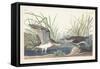 Pl. 289 Solitary Sandpiper-John Audubon-Framed Stretched Canvas