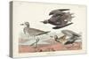 Pl. 300 Golden Plover-John Audubon-Stretched Canvas