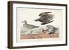 Pl. 300 Golden Plover-John Audubon-Framed Art Print