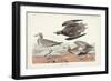 Pl. 300 Golden Plover-John Audubon-Framed Art Print