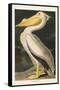 Pl 311 American White Pelican-John James Audubon-Framed Stretched Canvas