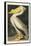 Pl 311 American White Pelican-John James Audubon-Framed Stretched Canvas