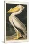 Pl 311 American White Pelican-John James Audubon-Stretched Canvas