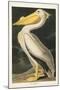 Pl 311 American White Pelican-John James Audubon-Mounted Art Print