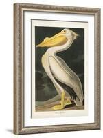 Pl 311 American White Pelican-John James Audubon-Framed Art Print