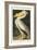 Pl 311 American White Pelican-John James Audubon-Framed Art Print