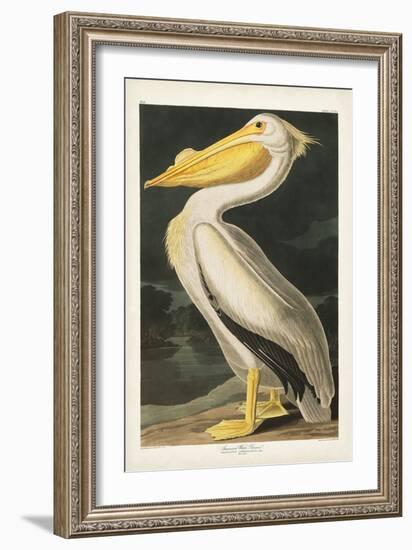 Pl 311 American White Pelican-John James Audubon-Framed Art Print