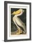 Pl 311 American White Pelican-John Audubon-Framed Art Print