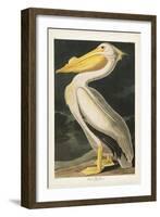 Pl 311 American White Pelican-John James Audubon-Framed Art Print