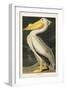 Pl 311 American White Pelican-John James Audubon-Framed Art Print