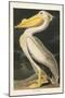 Pl 311 American White Pelican-John James Audubon-Mounted Art Print