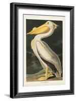 Pl 311 American White Pelican-John James Audubon-Framed Art Print