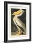 Pl 311 American White Pelican-John Audubon-Framed Art Print