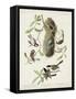 Pl 353 Black-capt Titmouse-John Audubon-Framed Stretched Canvas
