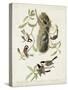 Pl 353 Black-capt Titmouse-John Audubon-Stretched Canvas