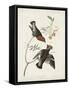 Pl 363 Bohemian Chatterer-John Audubon-Framed Stretched Canvas