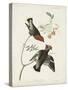 Pl 363 Bohemian Chatterer-John Audubon-Stretched Canvas