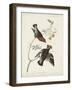 Pl 363 Bohemian Chatterer-John Audubon-Framed Art Print