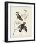 Pl 363 Bohemian Chatterer-John Audubon-Framed Art Print