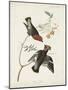 Pl 363 Bohemian Chatterer-John Audubon-Mounted Art Print