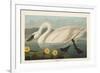 Pl 411 Common American Swan-John James Audubon-Framed Art Print