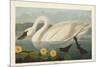 Pl 411 Common American Swan-John James Audubon-Mounted Art Print