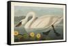 Pl 411 Common American Swan-John James Audubon-Framed Stretched Canvas