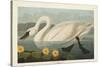 Pl 411 Common American Swan-John James Audubon-Stretched Canvas