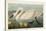 Pl 411 Common American Swan-John James Audubon-Stretched Canvas