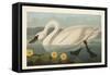 Pl 411 Common American Swan-John James Audubon-Framed Stretched Canvas