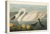 Pl 411 Common American Swan-John James Audubon-Stretched Canvas