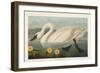 Pl 411 Common American Swan-John James Audubon-Framed Premium Giclee Print