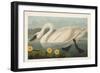 Pl 411 Common American Swan-John James Audubon-Framed Premium Giclee Print