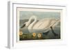 Pl 411 Common American Swan-John James Audubon-Framed Premium Giclee Print