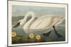 Pl 411 Common American Swan-John James Audubon-Mounted Premium Giclee Print