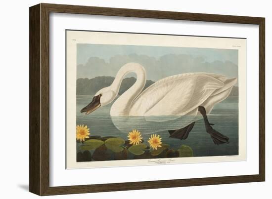 Pl 411 Common American Swan-John James Audubon-Framed Art Print