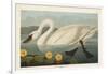 Pl 411 Common American Swan-John James Audubon-Framed Art Print