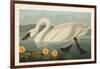 Pl 411 Common American Swan-John James Audubon-Framed Art Print