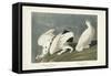 Pl 418 American Ptarmigan-John Audubon-Framed Stretched Canvas