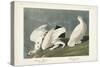 Pl 418 American Ptarmigan-John Audubon-Stretched Canvas