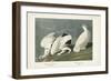 Pl 418 American Ptarmigan-John Audubon-Framed Art Print