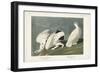 Pl 418 American Ptarmigan-John Audubon-Framed Art Print