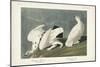 Pl 418 American Ptarmigan-John Audubon-Mounted Art Print