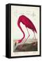 Pl 431 American Flamingo-John James Audubon-Framed Stretched Canvas