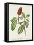 Pl 5 Bonaparte's Flycatcher-John Audubon-Framed Stretched Canvas