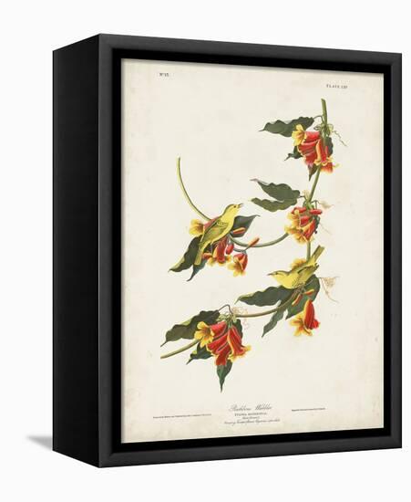 Pl 65 Rathbone Warbler-John James Audubon-Framed Stretched Canvas
