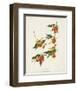 Pl 65 Rathbone Warbler-John James Audubon-Framed Art Print